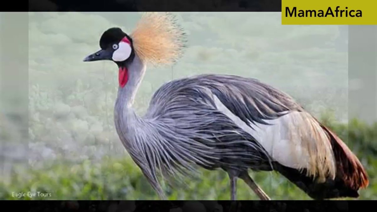 Восточный венценосный журавль