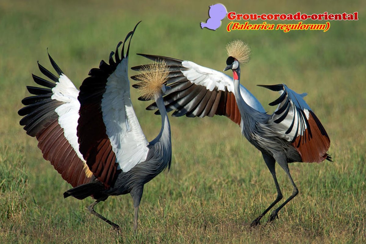 Мир природы. Птицы