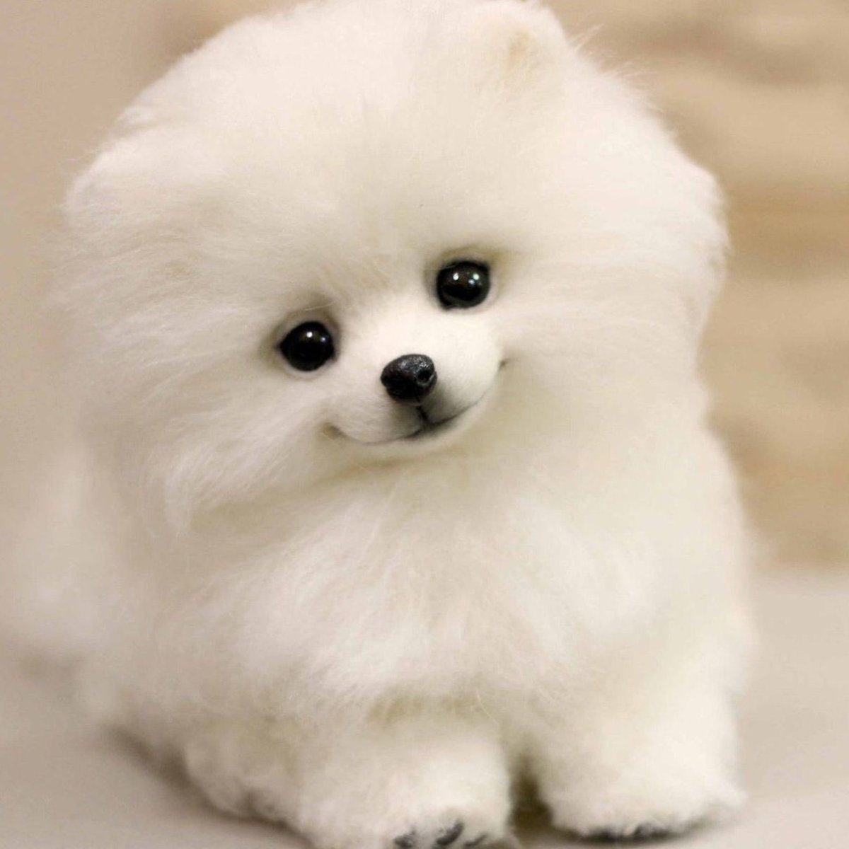 Померанский шпиц Беленький