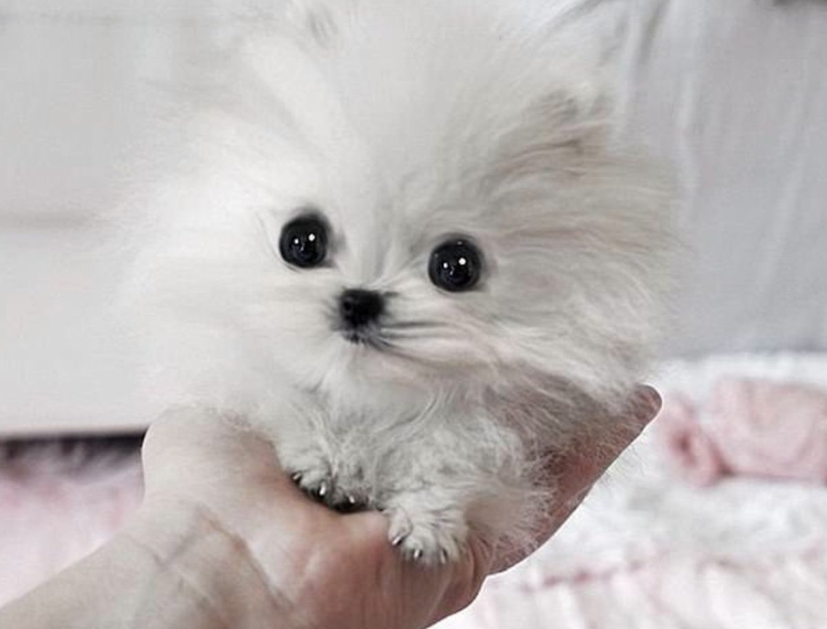 Померанский шпиц Teacup.