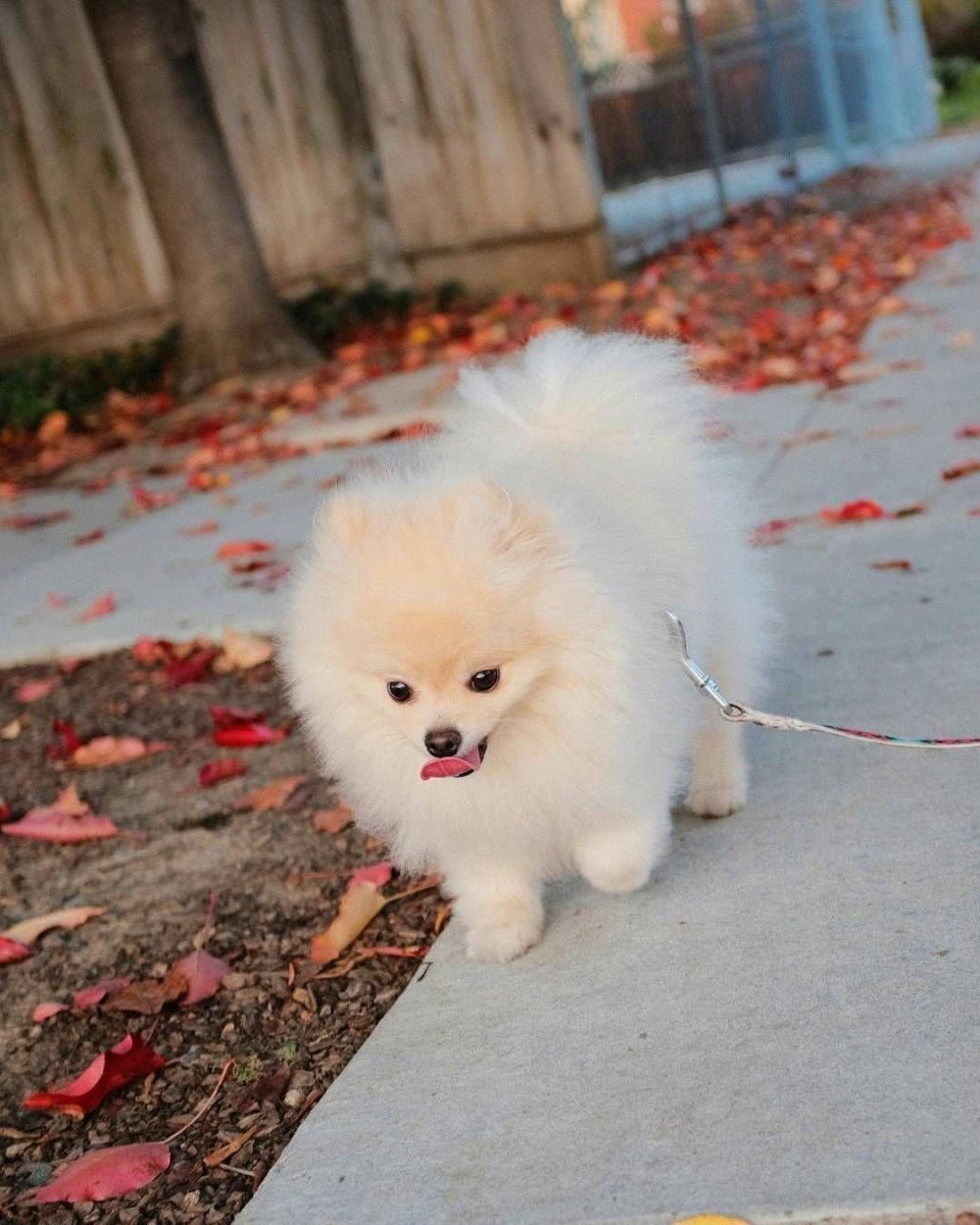 Померанский шпиц Джифф