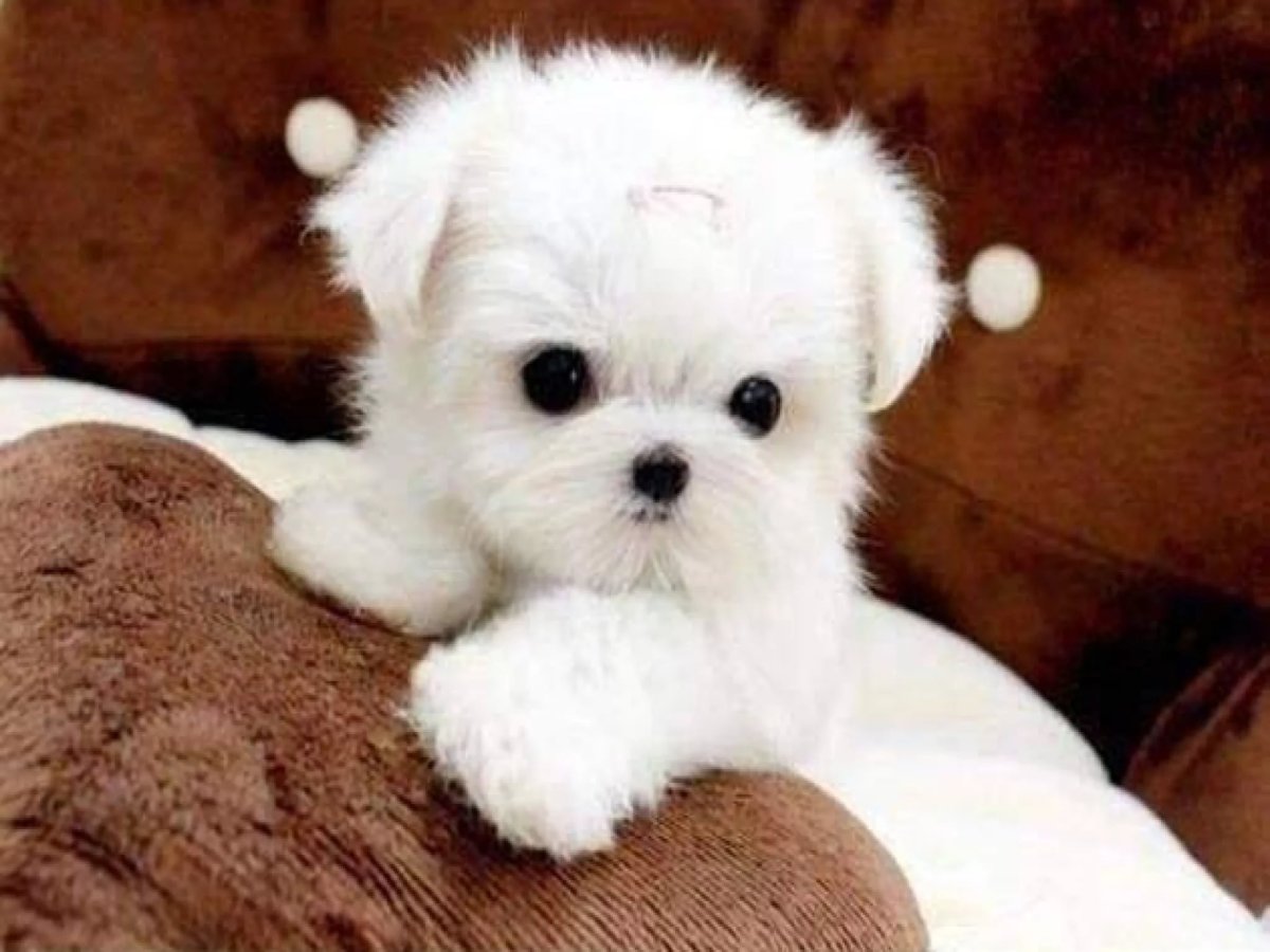 Померанский шпиц jiffpom белый