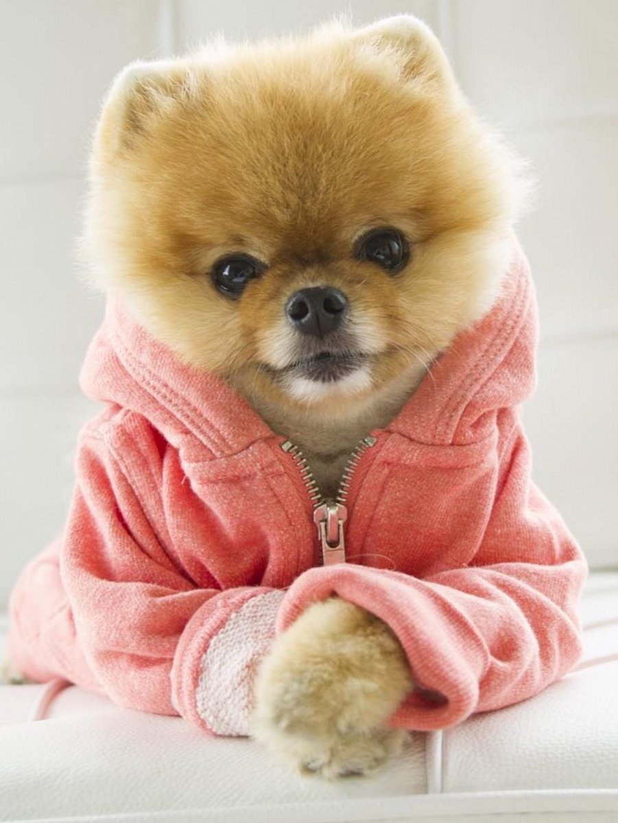 Померанский шпиц белый мини розовый