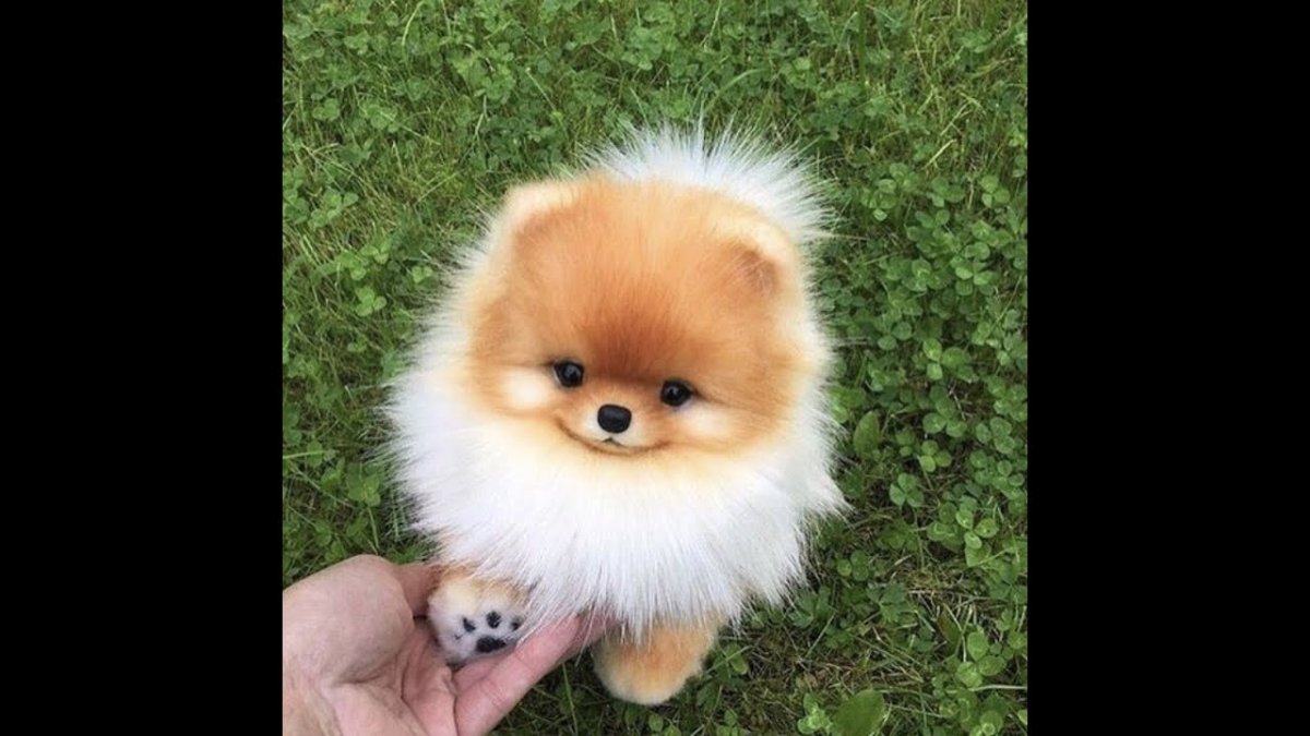 Собачка похожая на мишку