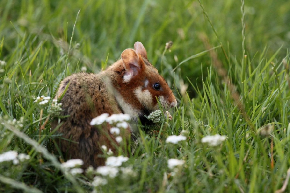 Карбыш Нора