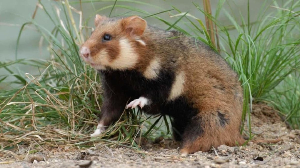 Дикий хомяк карбыш