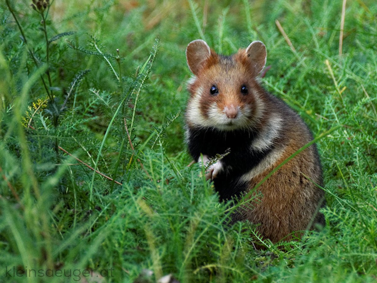 Рыжий грызун на даче