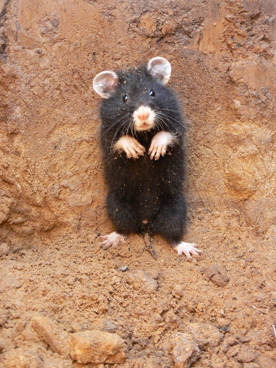 Полевой хомяк карбыш