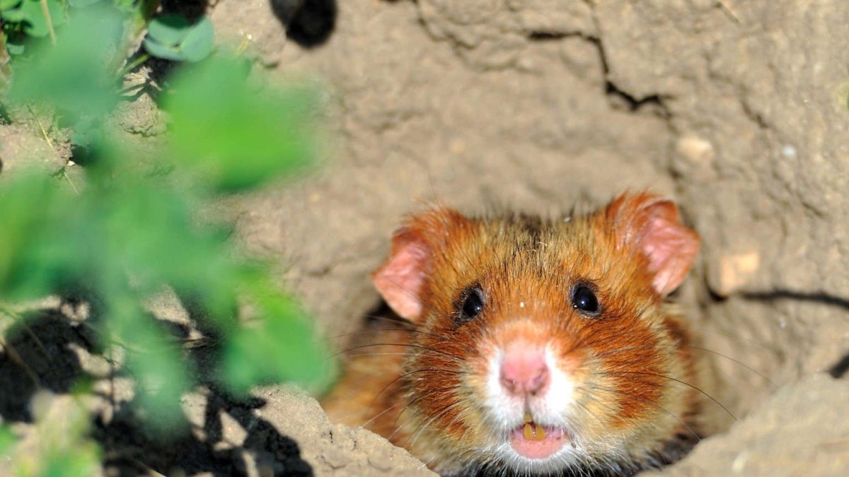 Обыкновенный хомяк Cricetus Cricetus