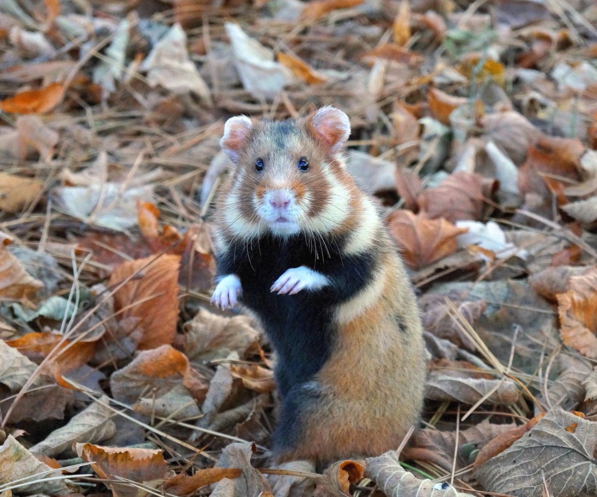 Черный хомяк карбыш