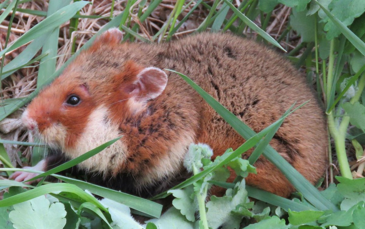 Дикий хомяк карбыш черный