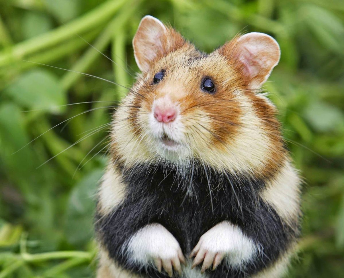 Дикий хомяк карбыш черный