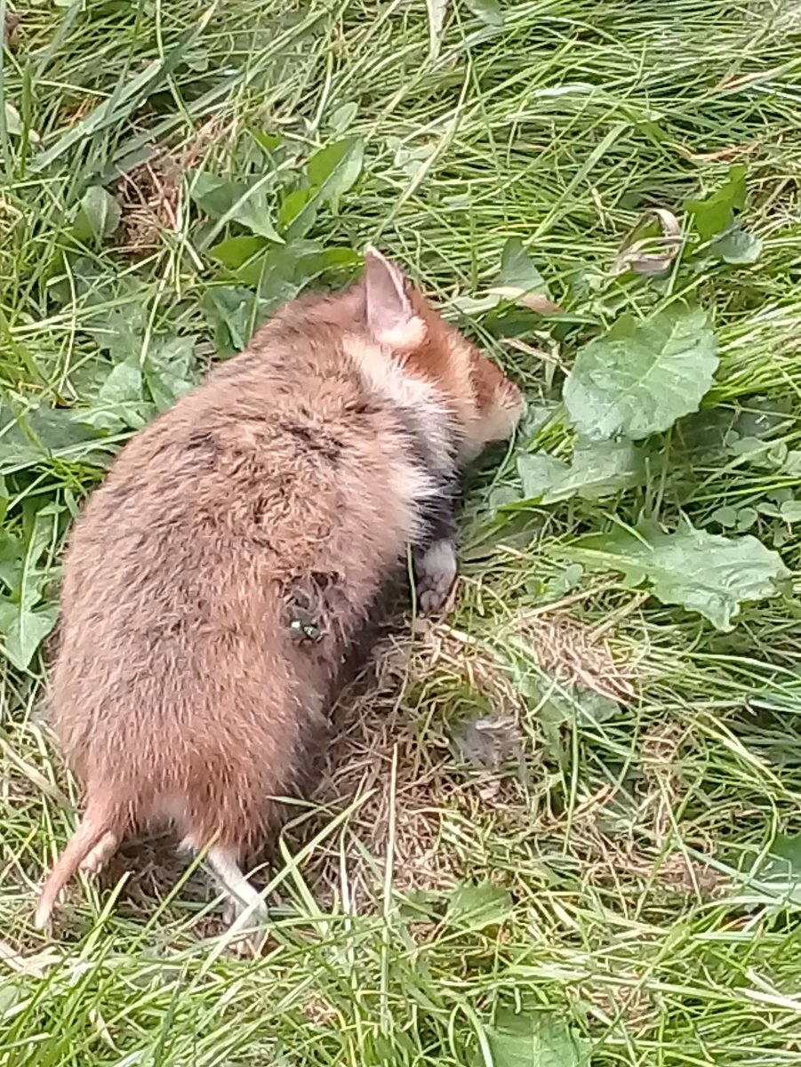 Лесной хомяк карбыш