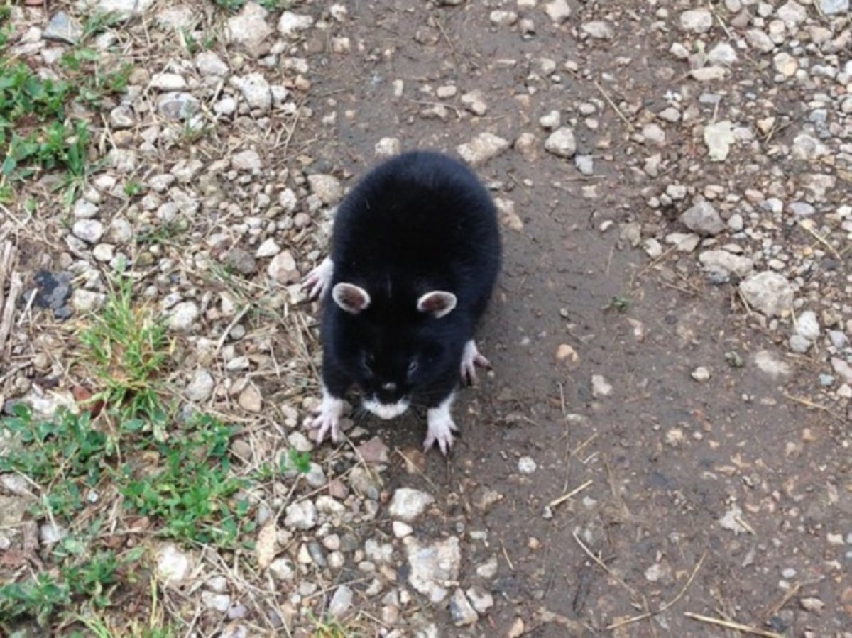 Огородный хомяк карбыш