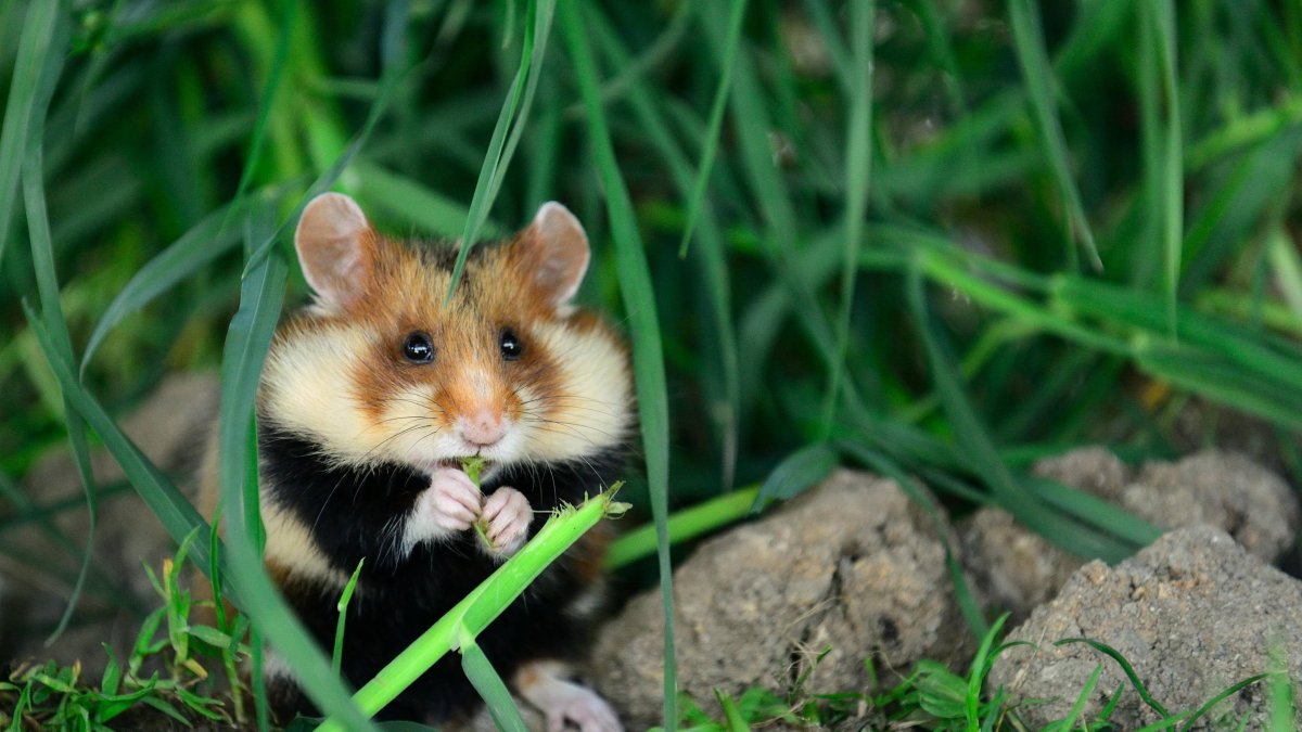 Хомяк Cricetus Cricetus карбыш злится