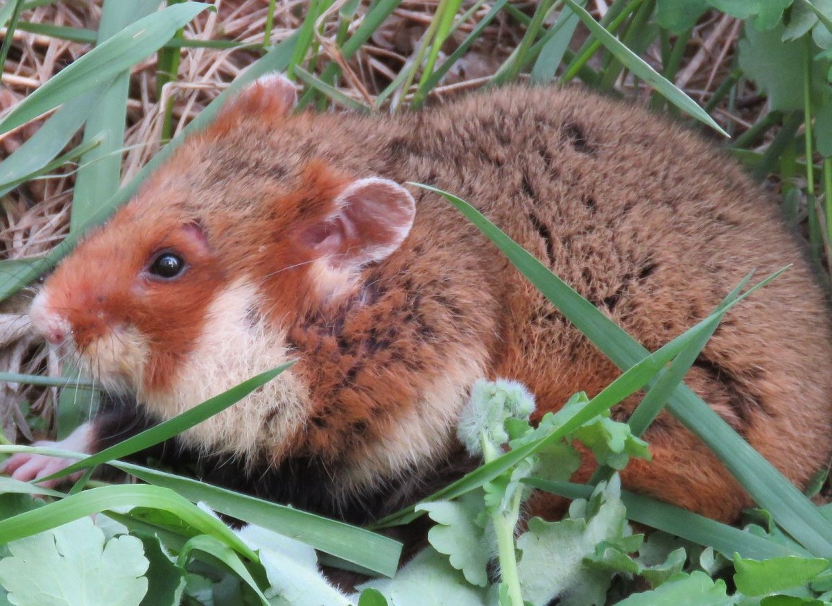 Дикий хомяк карбыш черный