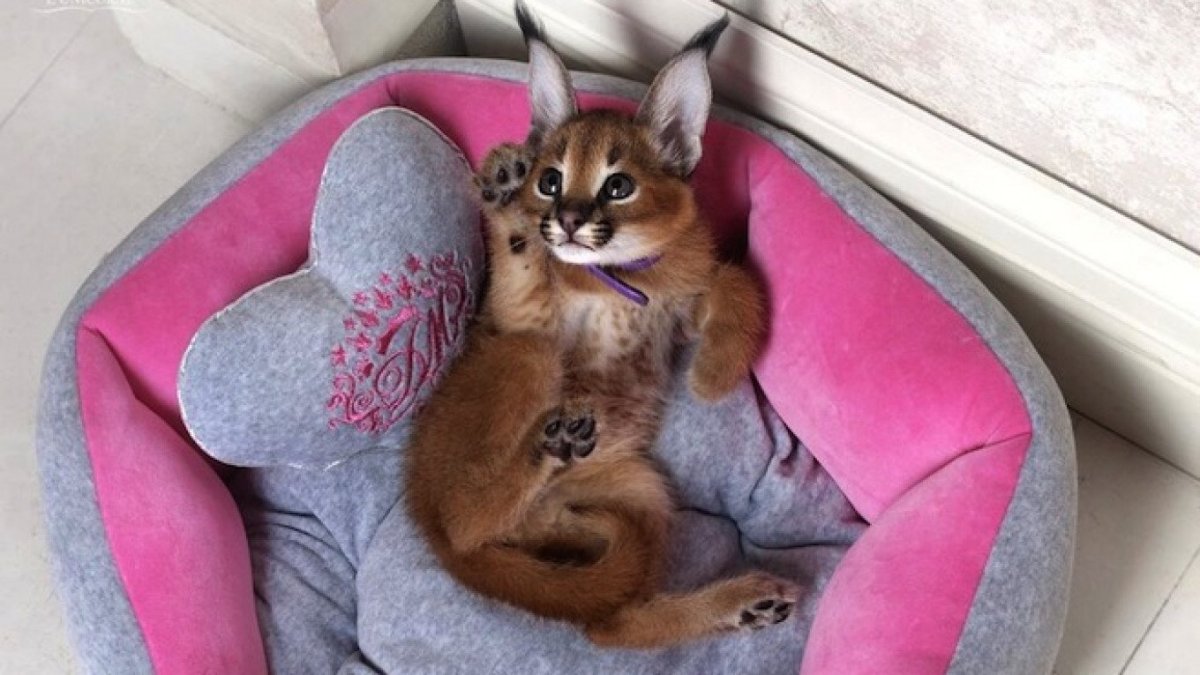 Маленький леопард кошка