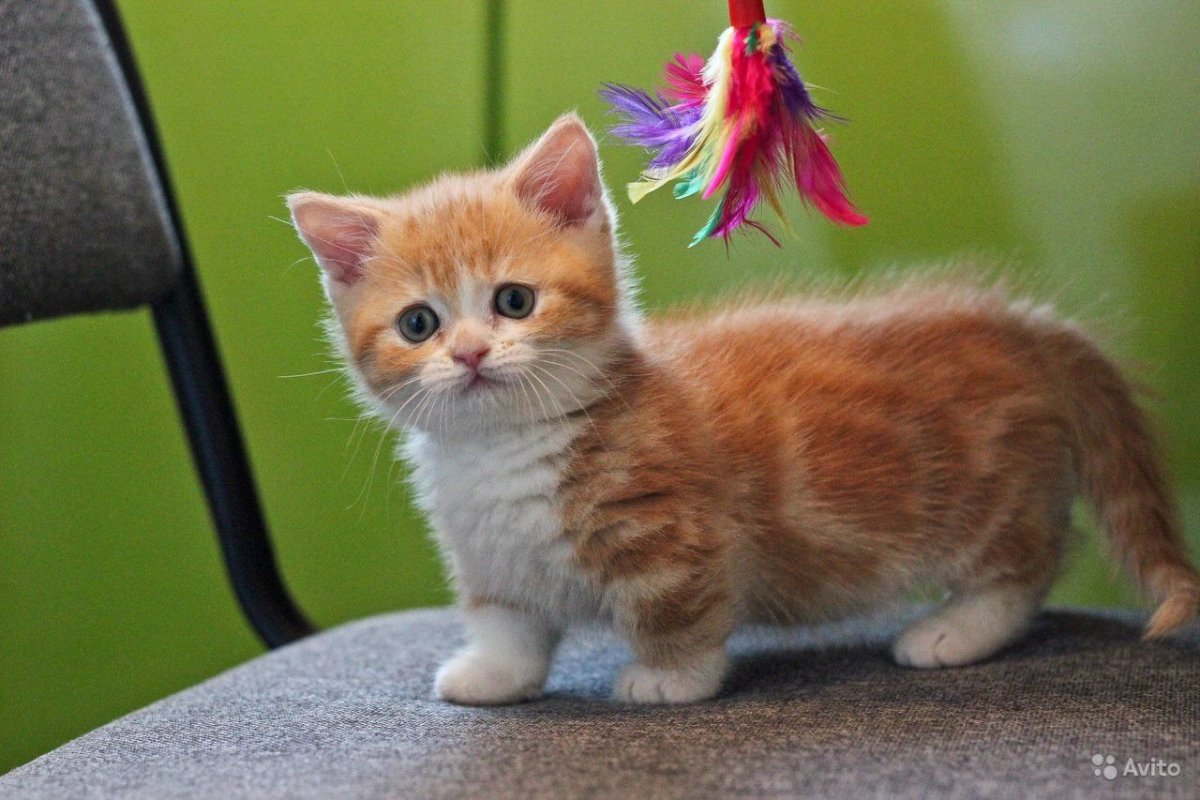 Коротколапые котята Манчкин
