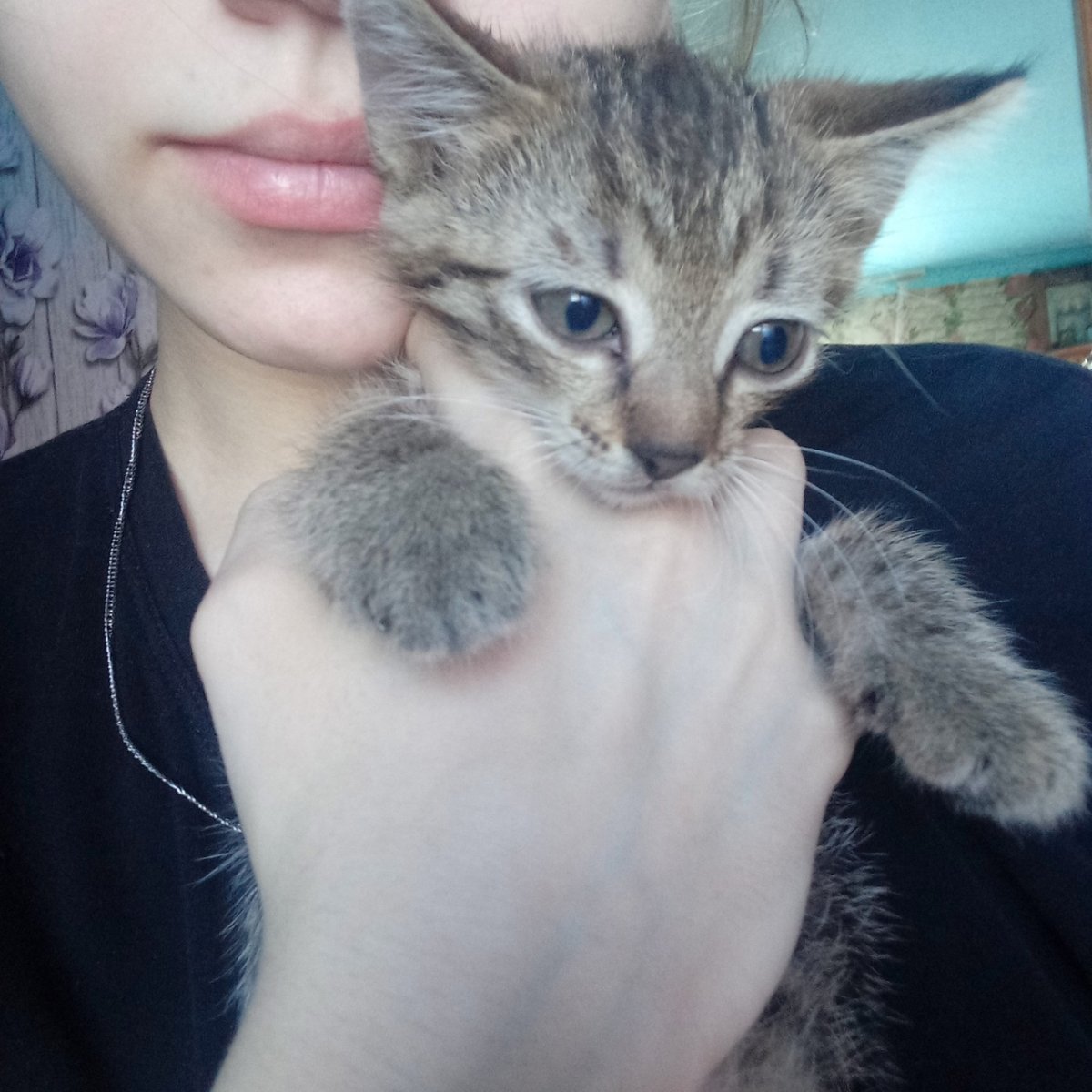 Манчкин котята Новорожденные