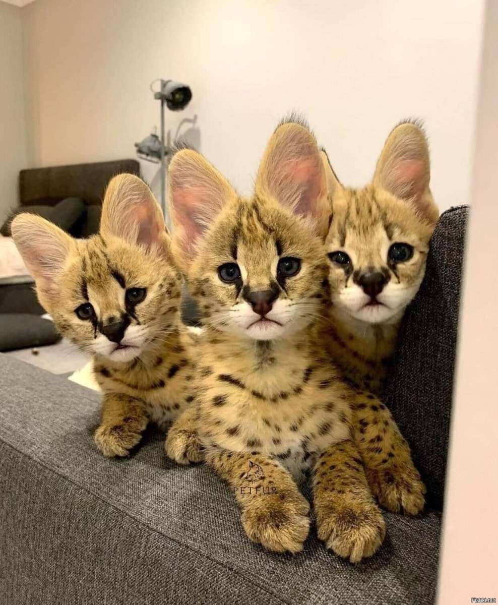 Сервал котенок