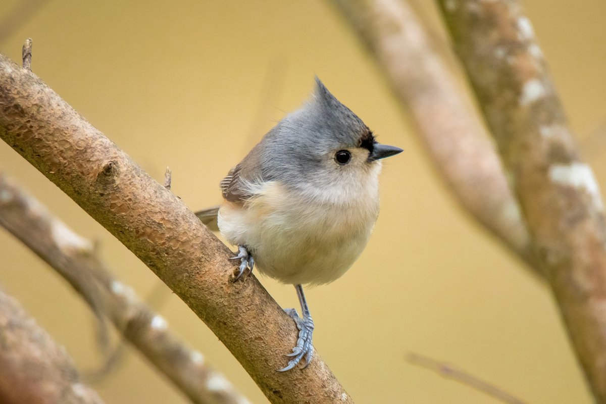 Тайваньская желтая синица