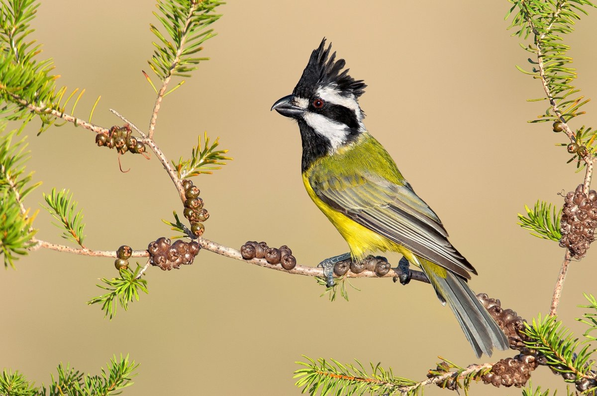 Хохлатая синица Википедия