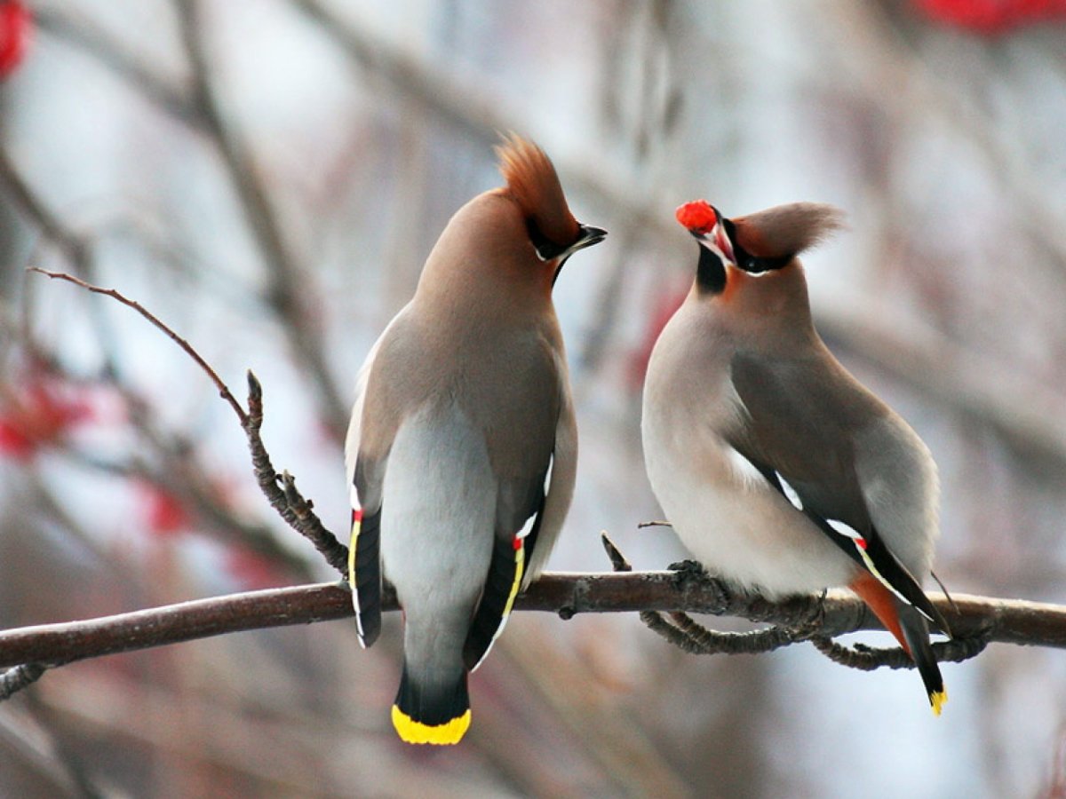 Хохлатая синица зимой