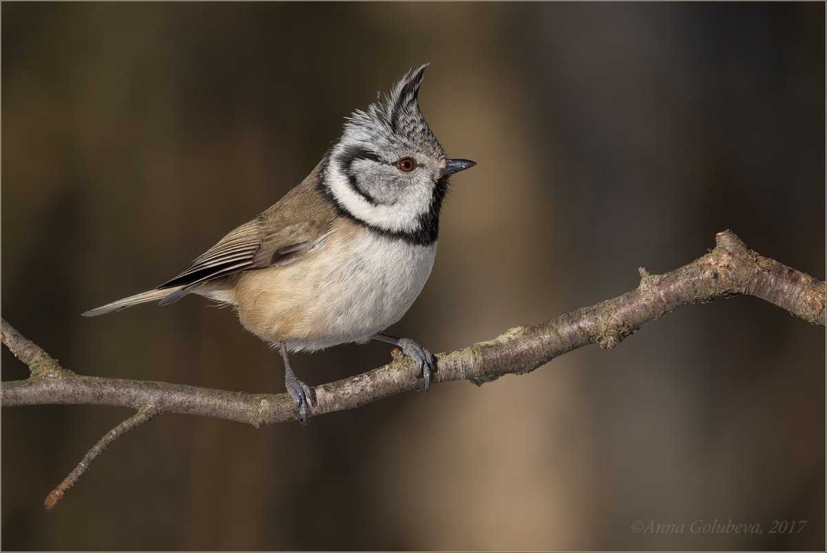 Большая синица лазоревка хохлатая синица