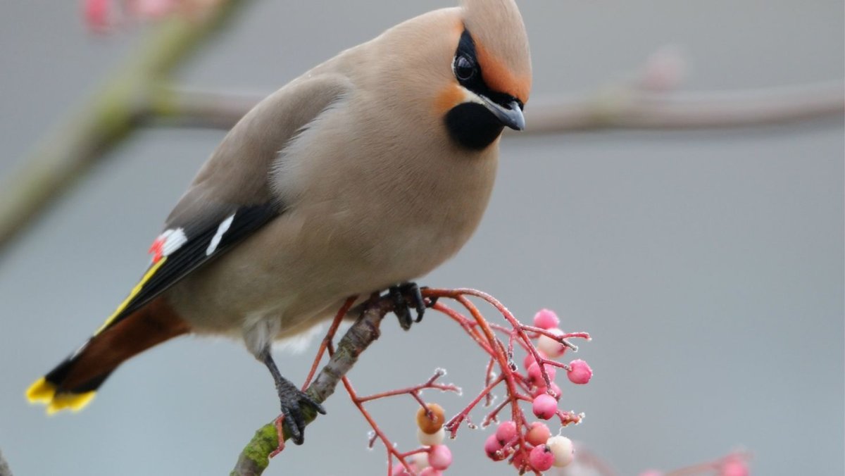 Дрозд свиристель Крымский