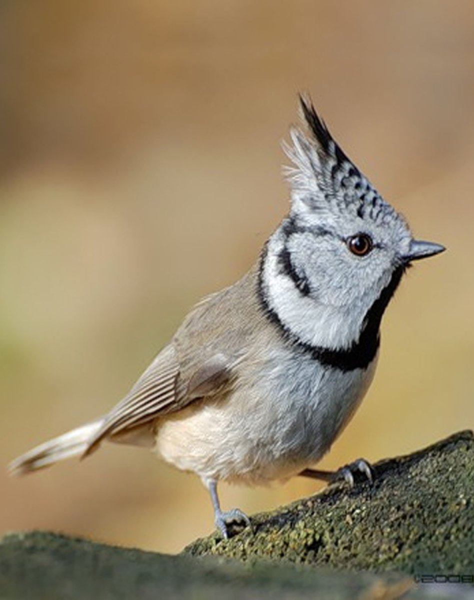 Короткохвостая синица