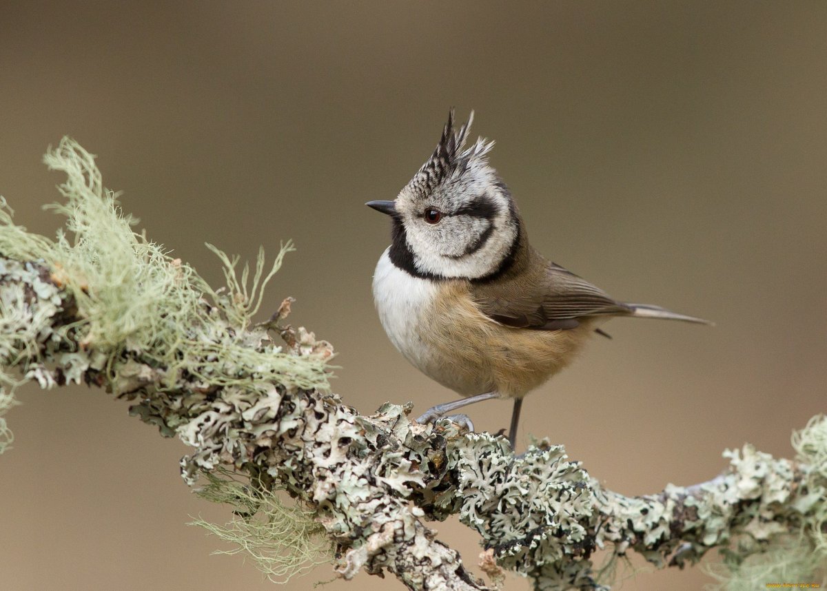 Хохлатые серые птички