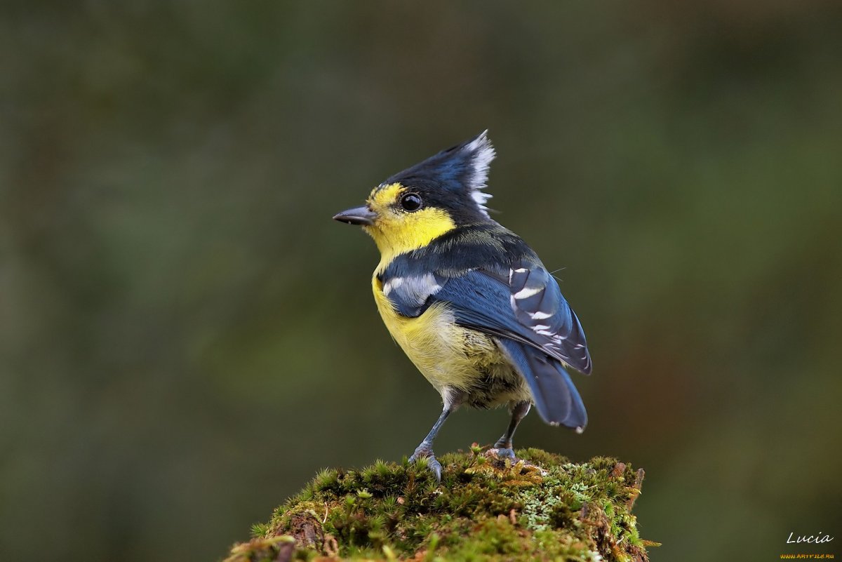 Синичка с хохолком лазоревка