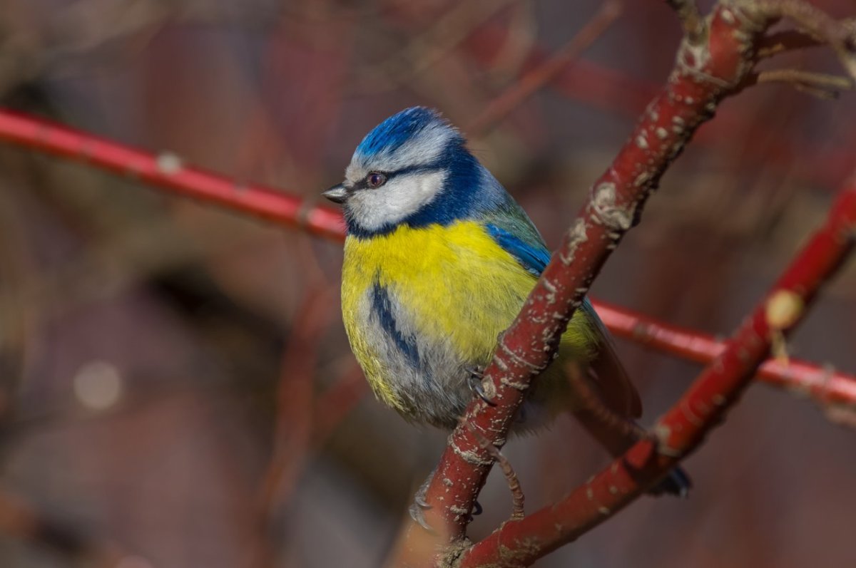Серая птичка с хохолком
