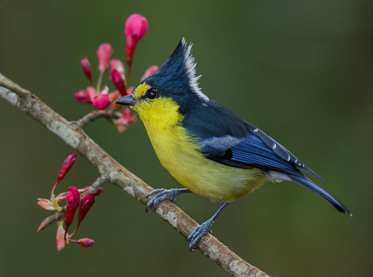 Хохлатая синичка