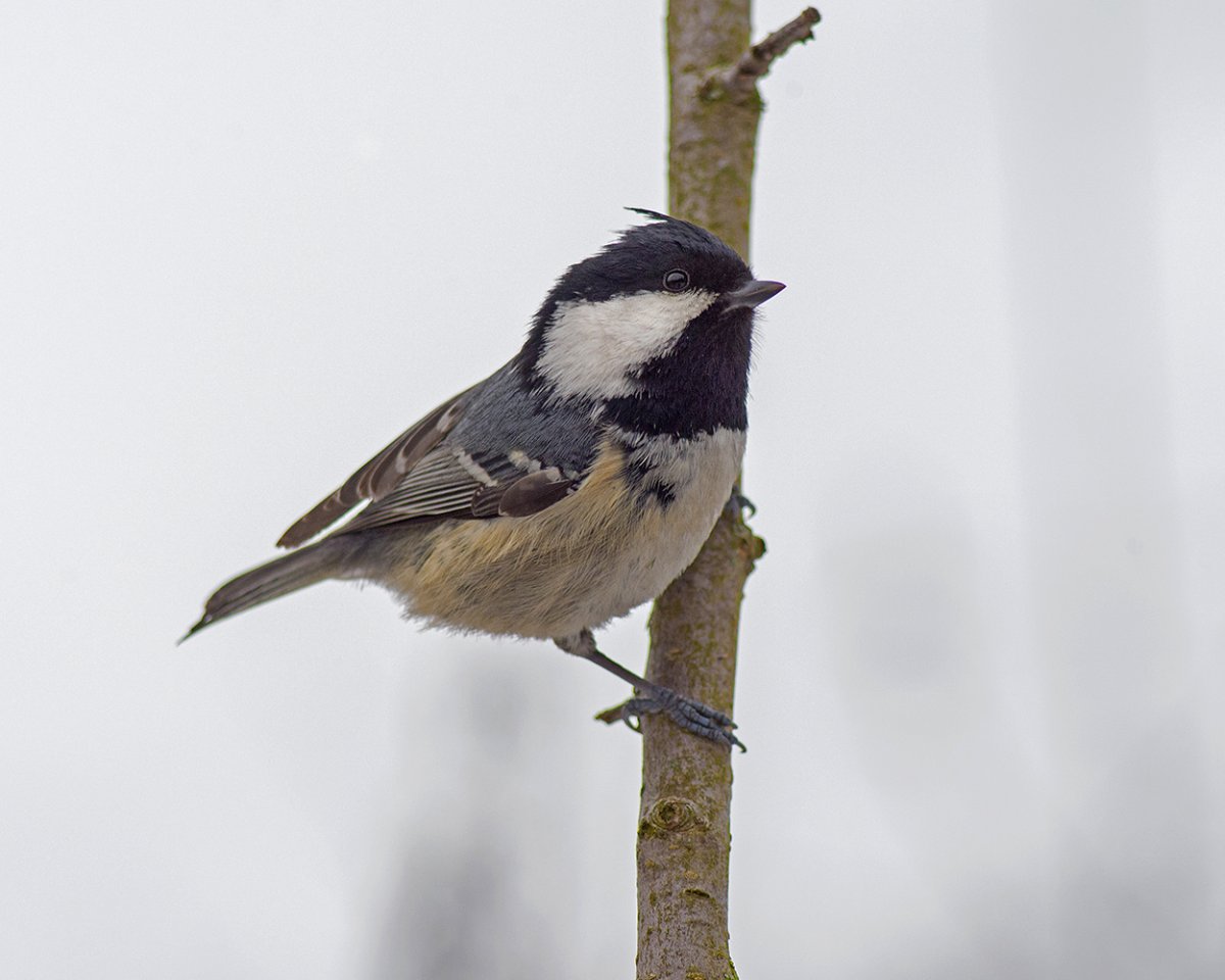 Синица лазоревка подвиды
