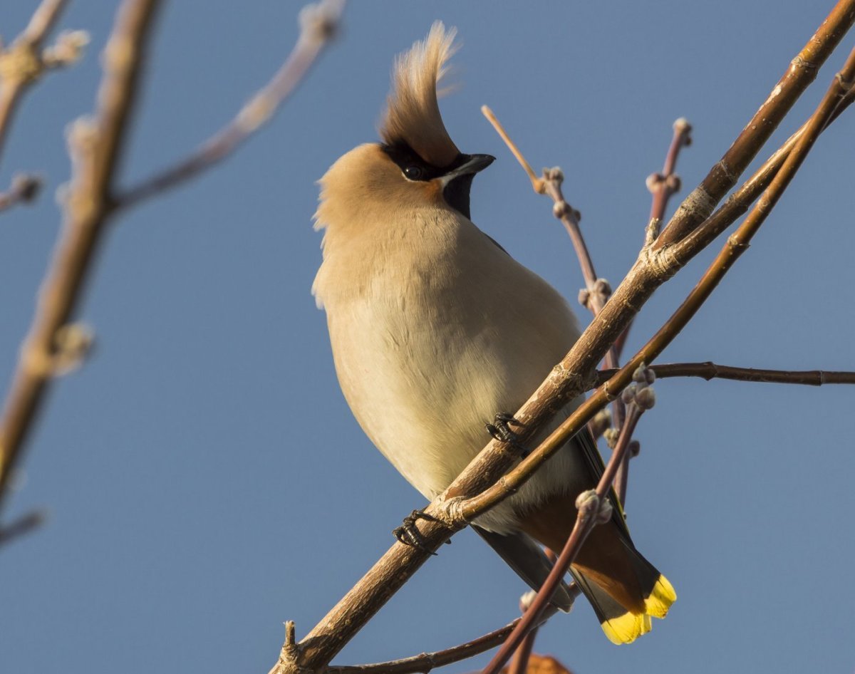 Красивые птицы