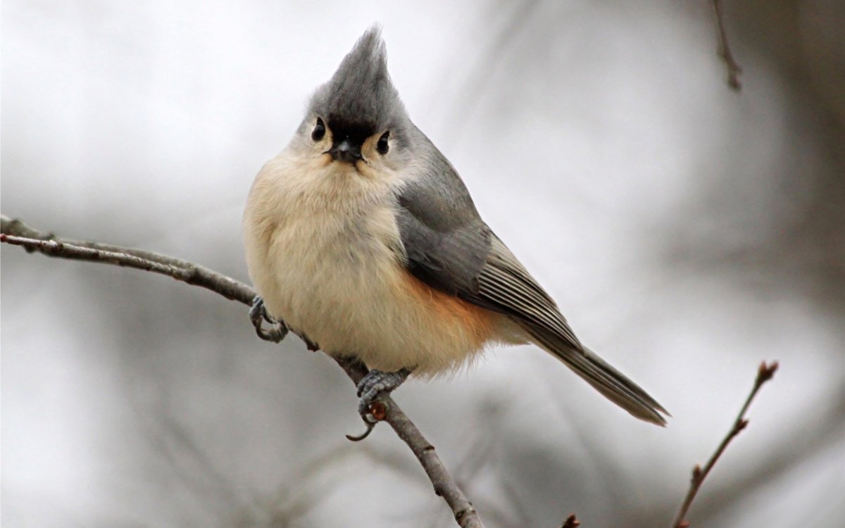 The European Crested tit, or simply Crested tit (Lophophanes cristatus)