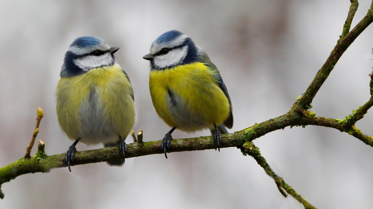Хохлатая синица лазоревка