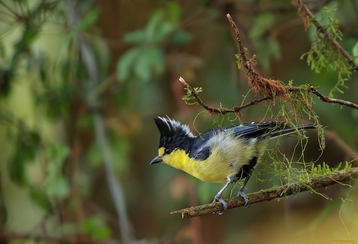 Хохлатая синица черная