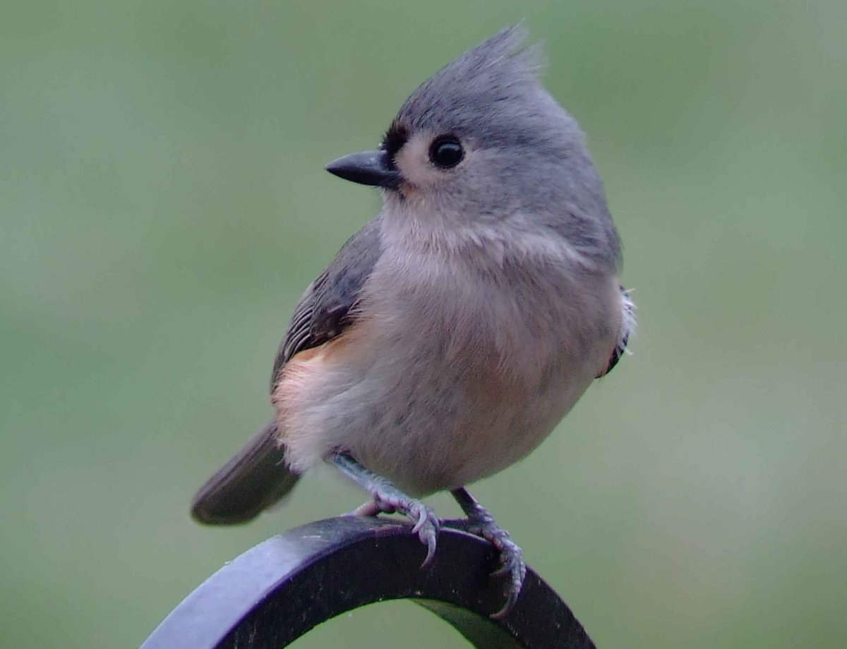 Хохлатая синица ТИТМАУС