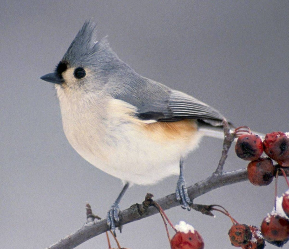 Свиристель клюв