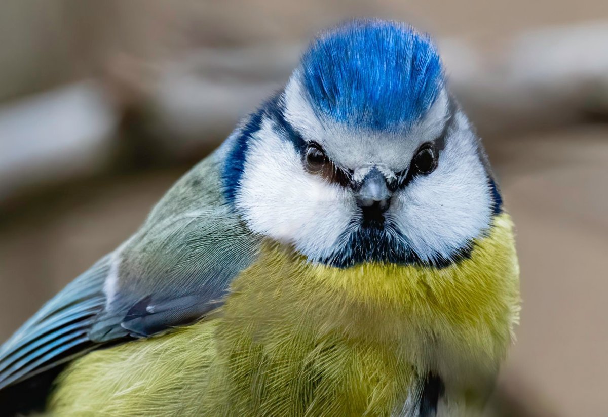 Хохлатая синица ТИТМАУС