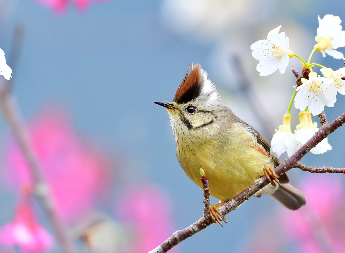 Хохлатая свиристель