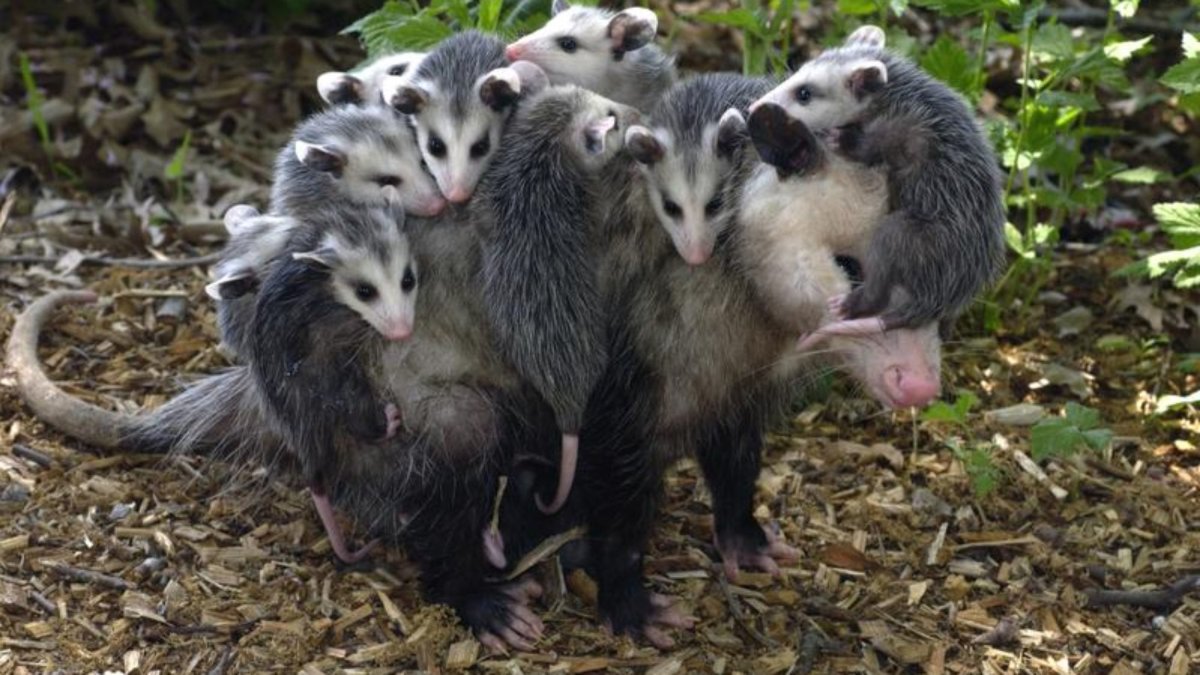 Опоссум с детенышами