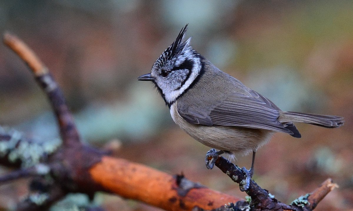 Серая хохлатая синица