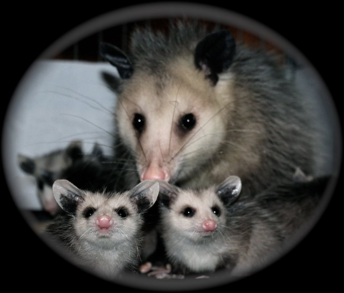 Опоссумы в обнимку