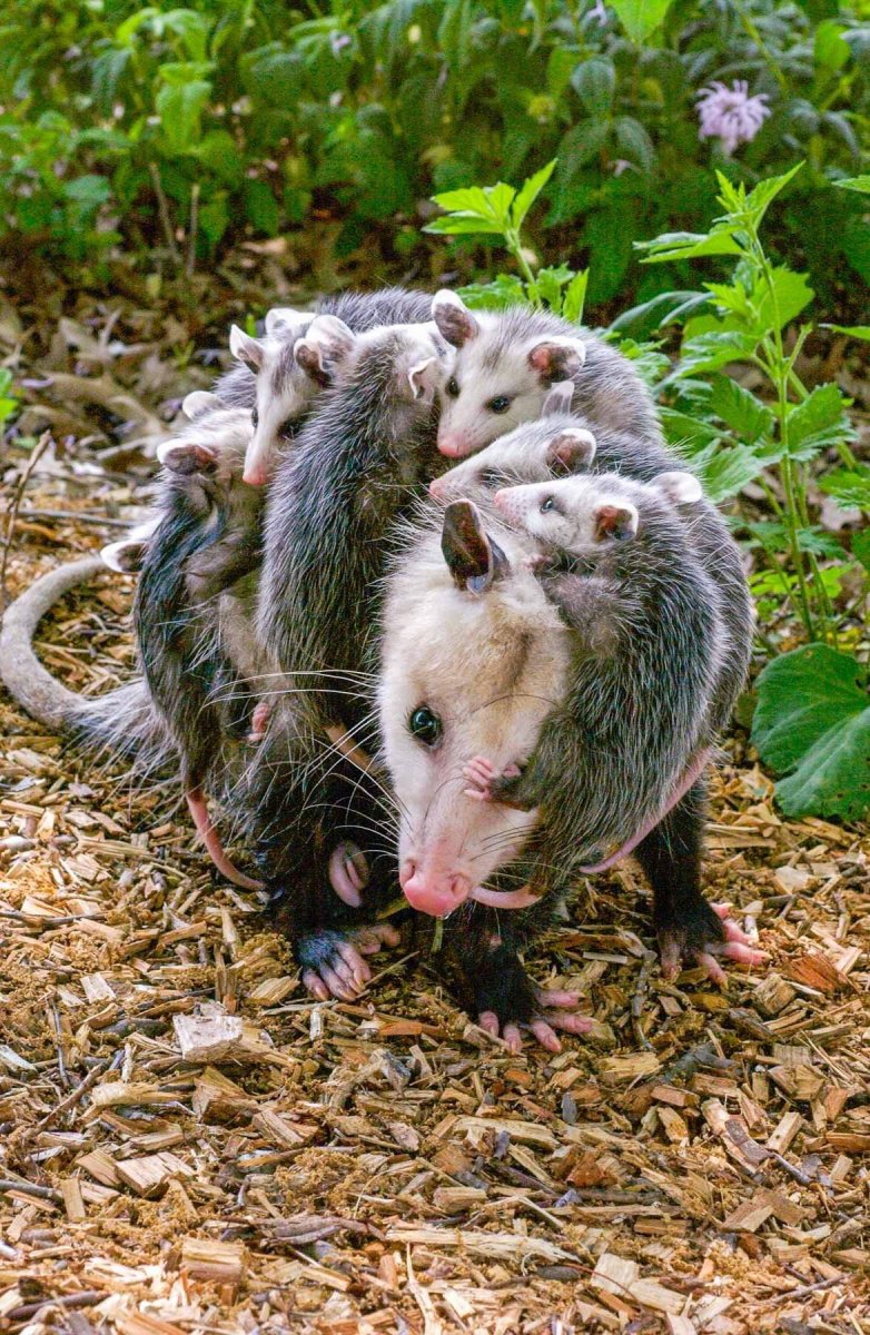 Виргинский опоссум