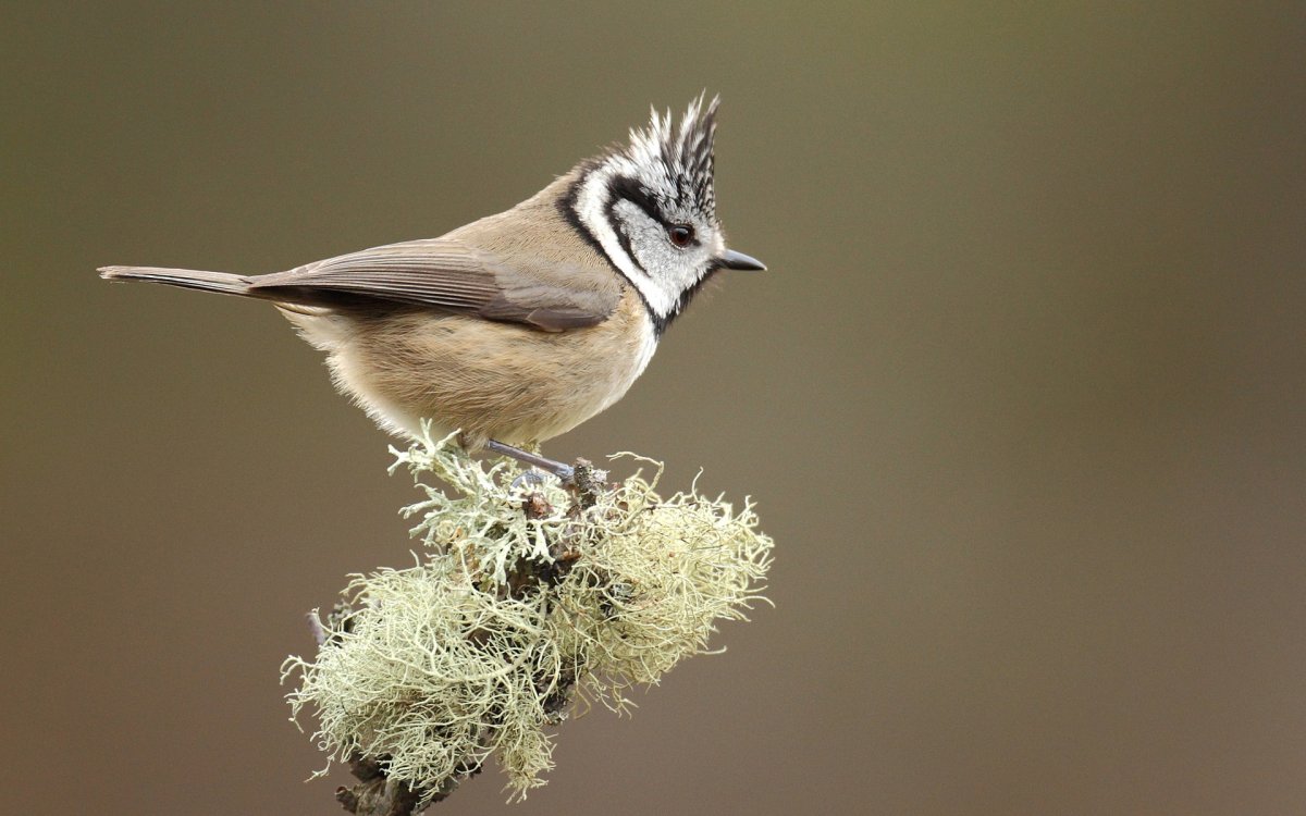 Хохлатая синица