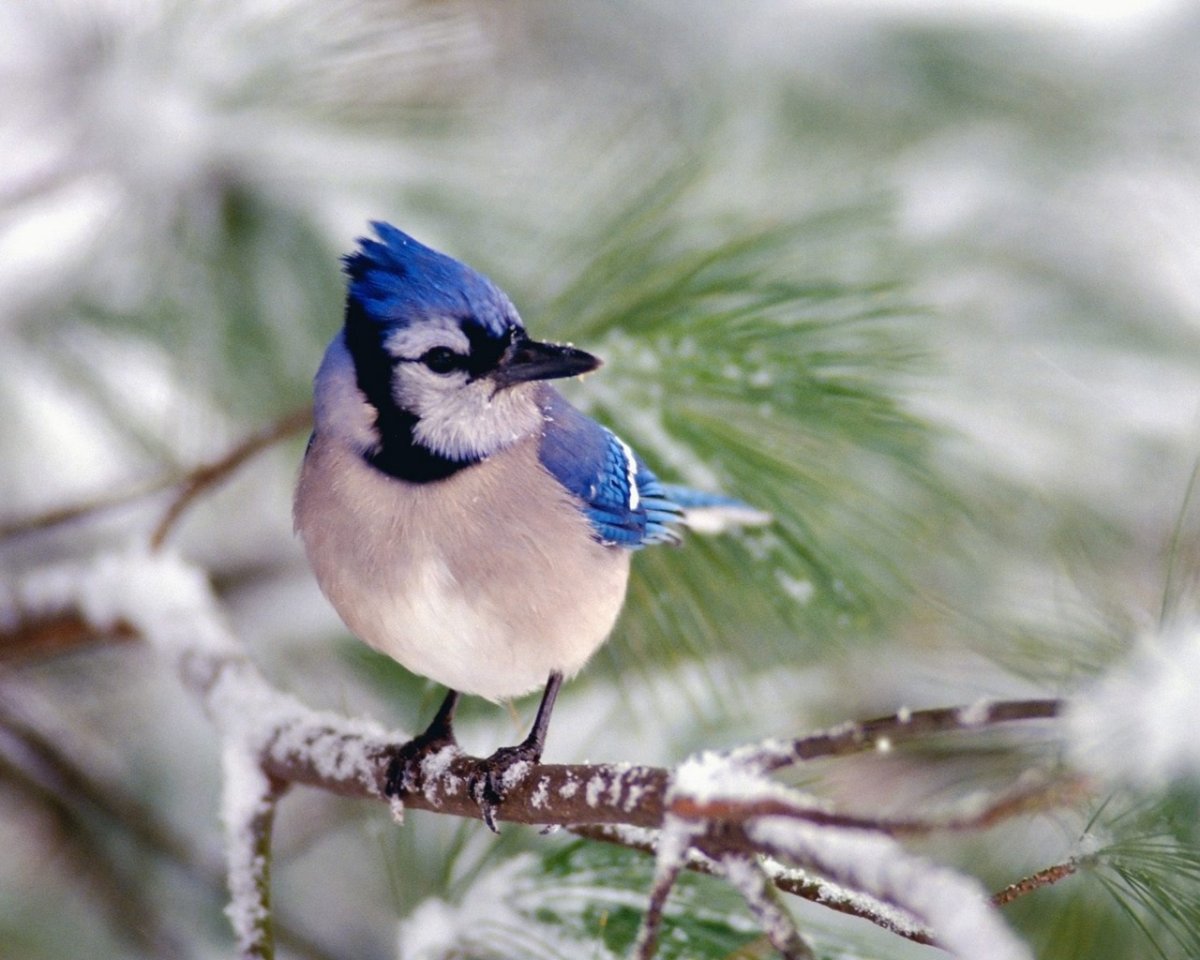 Зимние птицы Мурманской области