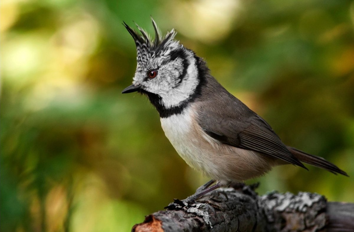 Хохлатая маленькая серая птичка
